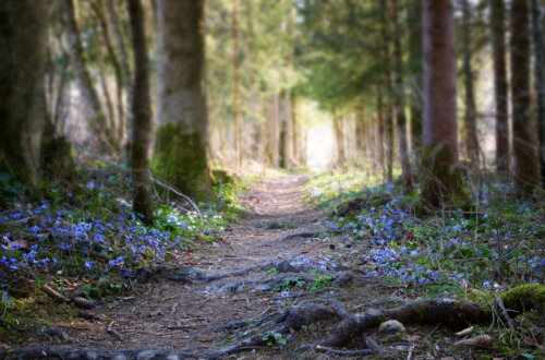 The paths within a soul journey can feel like a wilderness but with directional help you can forge potential within your manifestations.