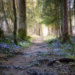 The paths within a soul journey can feel like a wilderness but with directional help you can forge potential within your manifestations.