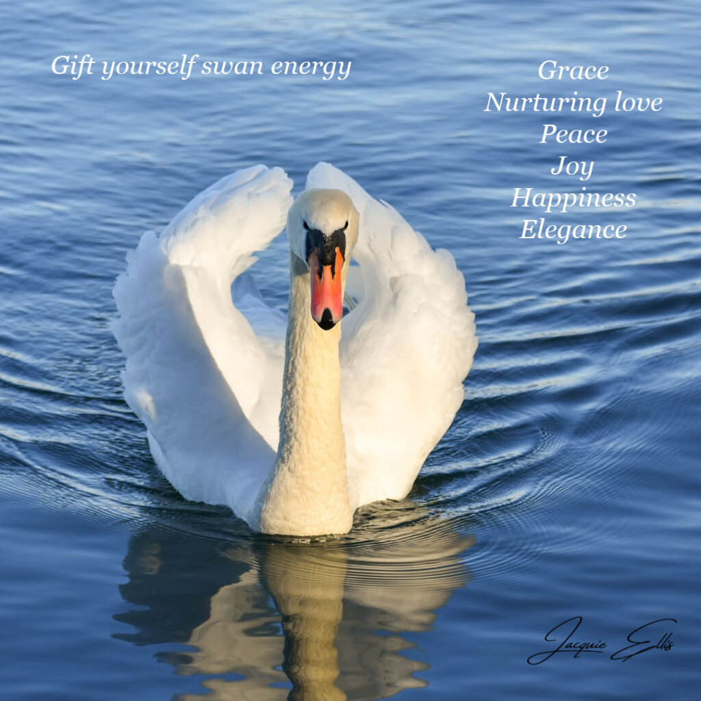 SWAN is the nurturing energy to help you nurture your inner fire within an abundant direction.