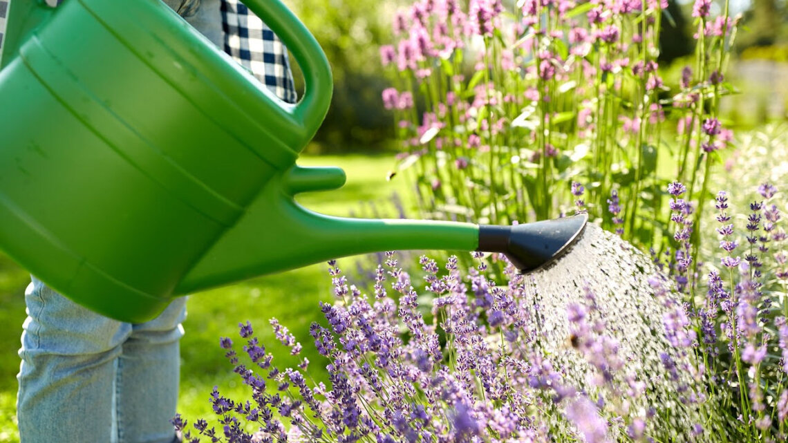 The Law of Divine Action naturally nurtures your abundance by helping you continue to vibrationally align within your manifestation journey. When we choose to be in flow with our Divine Action the garden of our life is well-watered and the seeds within such manifestations continue to be nurtured for abundance.