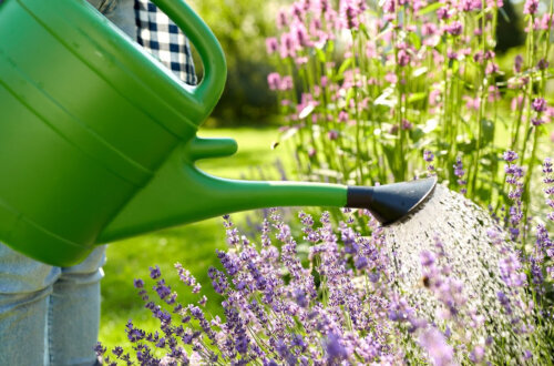 The Law of Divine Action naturally nurtures your abundance by helping you continue to vibrationally align within your manifestation journey. When we choose to be in flow with our Divine Action the garden of our life is well-watered and the seeds within such manifestations continue to be nurtured for abundance.