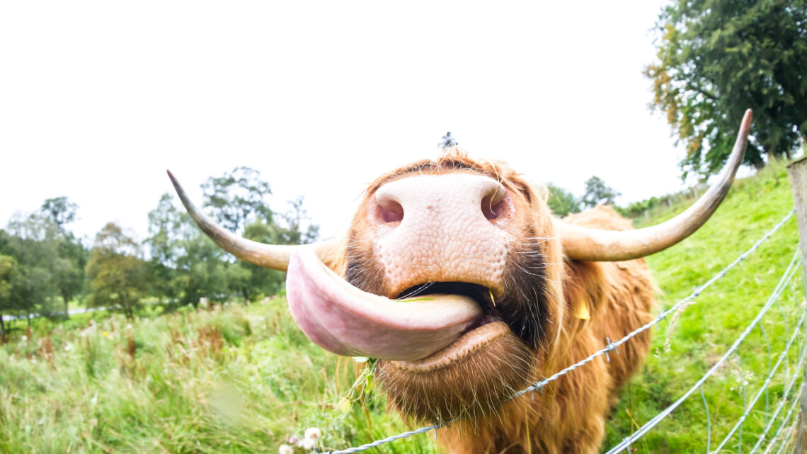Bull in a china shop is an expression where we often think of someone destroying something, but it should be a sign creativity is needing to be forged for a nourishment.