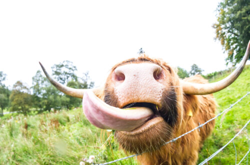 Bull in a china shop is an expression where we often think of someone destroying something, but it should be a sign creativity is needing to be forged for a nourishment.