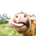Bull in a china shop is an expression where we often think of someone destroying something, but it should be a sign creativity is needing to be forged for a nourishment.