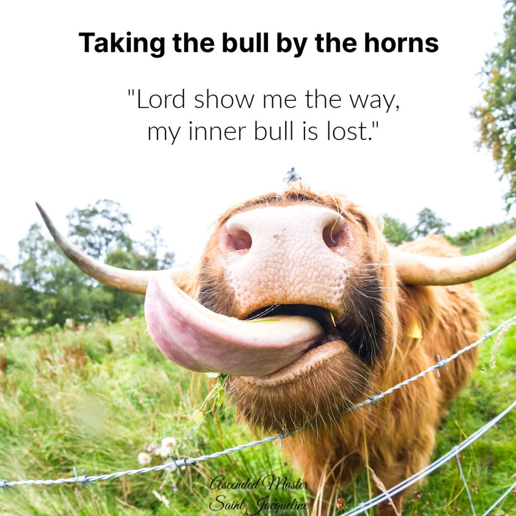Taking the bull by the horns: Lord show me the way, my inner bull is lost. This is the moment when you can adjust the journey from an out of control feeling of a bull in a china shop to one honoring the need for creative structure being desired.