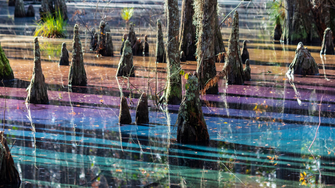 When you choose to drain the swamp, you are choosing to notice and use the adorned purpose for your life in ways you were meant to love life. This is how you know the forged potential of whom you are and whom you may become also.