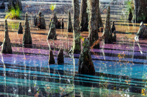 When you choose to drain the swamp, you are choosing to notice and use the adorned purpose for your life in ways you were meant to love life. This is how you know the forged potential of whom you are and whom you may become also.